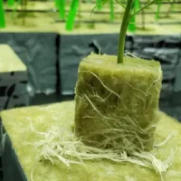 Sustainable cannabis clones