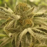 Premium cannabis concentrates