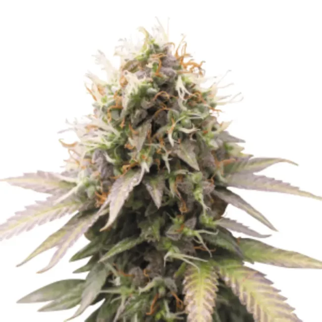 Uncompromising quality cannabis