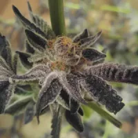 Premium flowers background