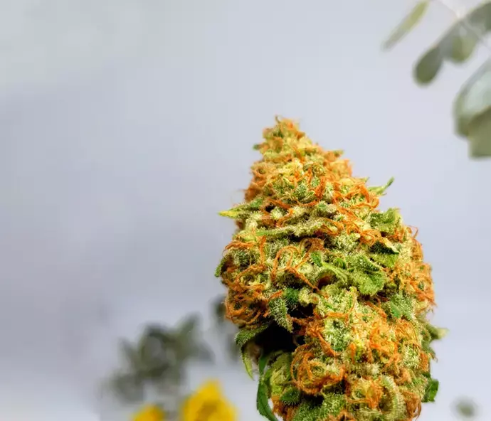 Cannabis cultivation